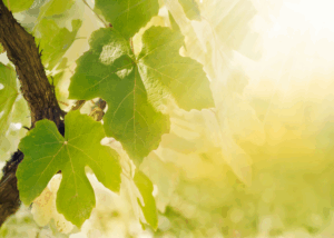 sunshine through trees making not fixing heather deveaux creative