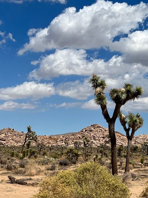 joshua tree, california, go anyway solo adventure course by heather deveaux creative