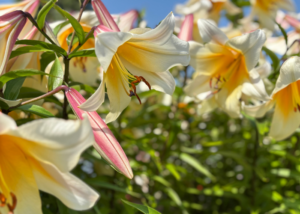 let a side quest lead the way