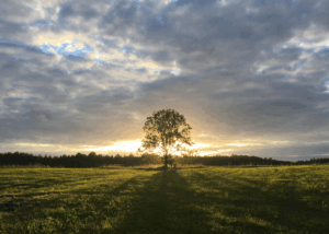A tree sits in the middle of a large field. The sun shines through the branches and the sky is cloud filled.