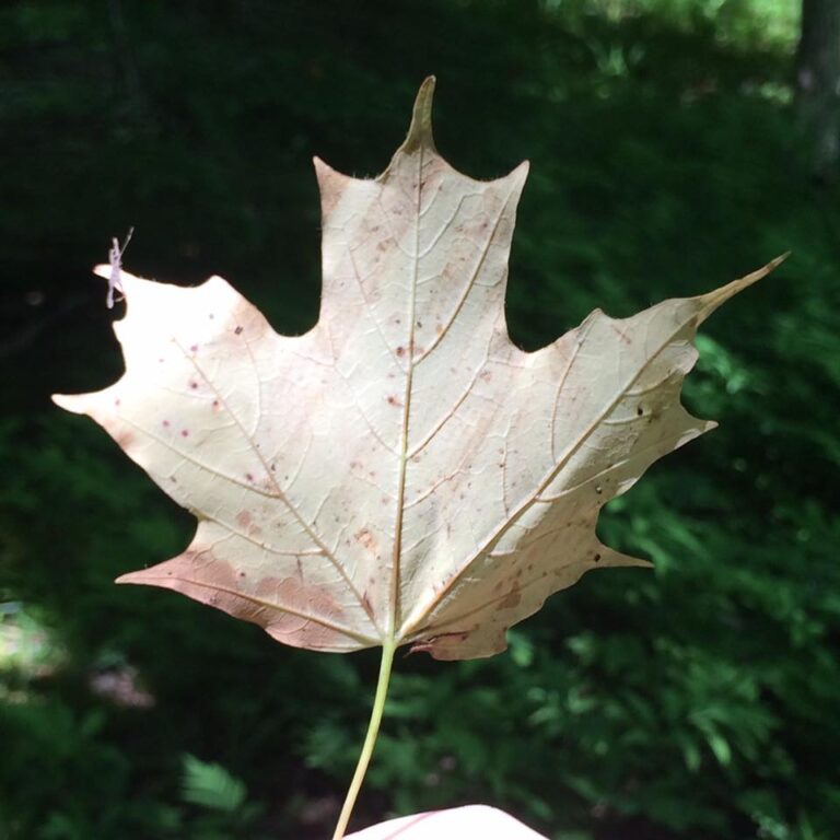 the role purpose plays in my life right now