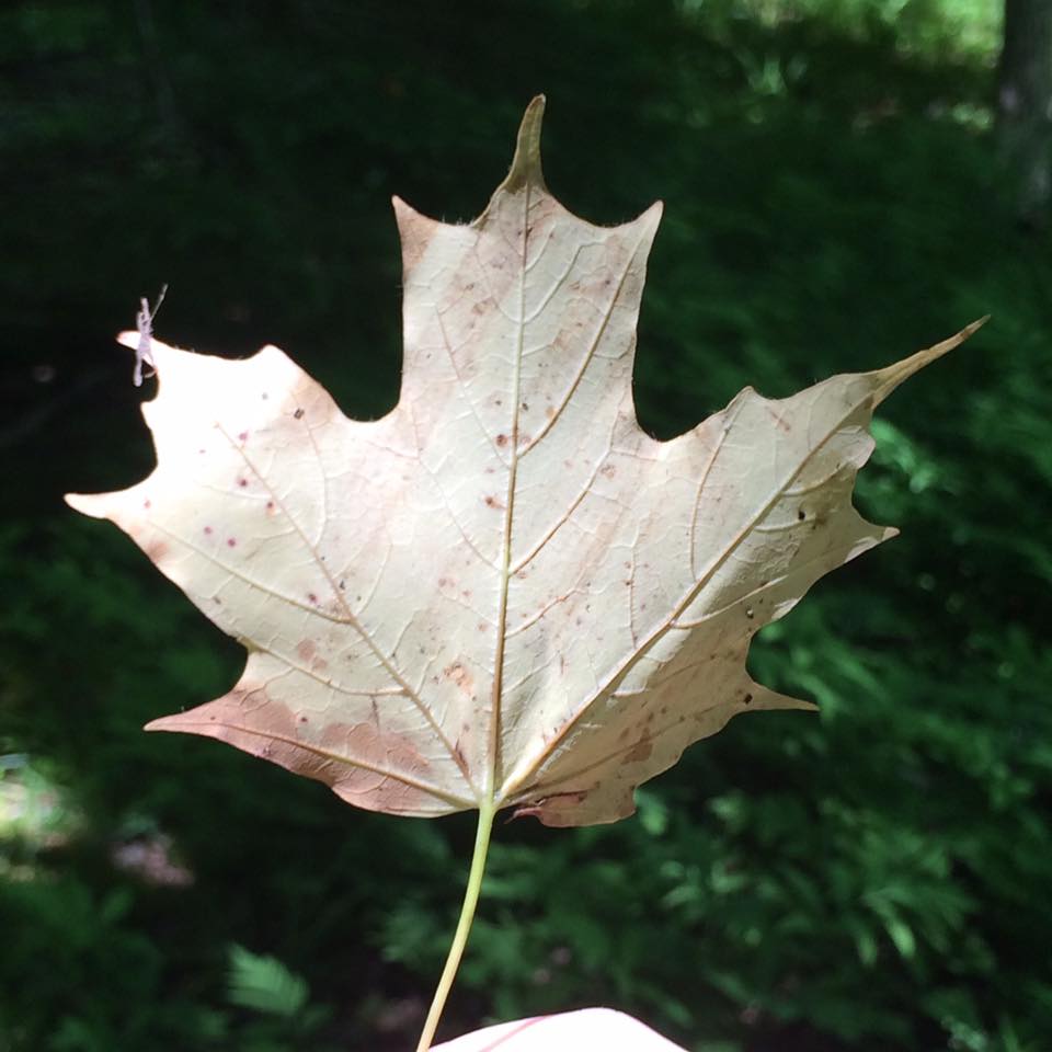 the role purpose plays in my life right now